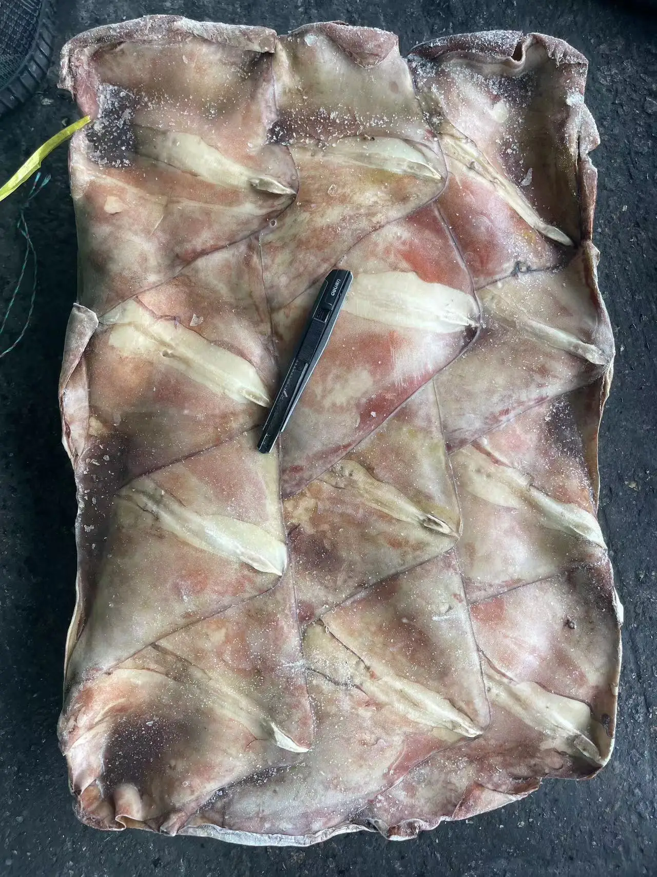 Good Quality Seafrozen Raw Material 1000-2000g Frozen Equator Squid Wing