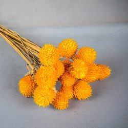 Chasewin Germany Australia top sale dried flowers real decorative flowers globe amaranth packing 15pcs each bag