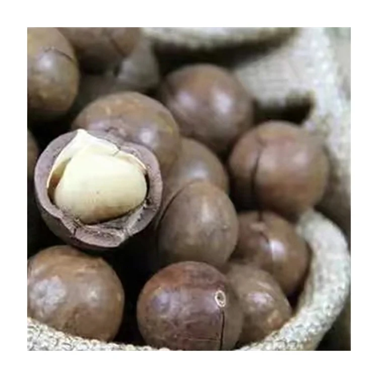Hot Selling Product Macadamia Macadamia Nut 100% Natural Organic Macadamia Nuts Raw Price With Shell