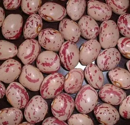 Wholesale Long Shape Lskb Pinto Mottled Sugar Red Light Speckled Kidney Bean Frijol Pinto
