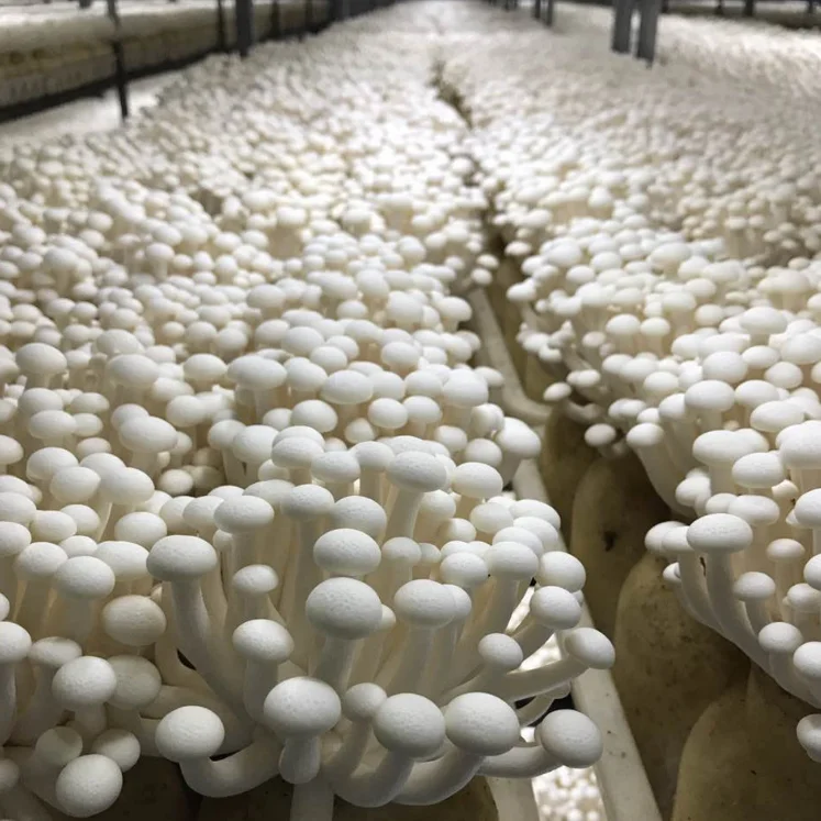 
Agricultural Enterprise Grows Fresh vegetables product 