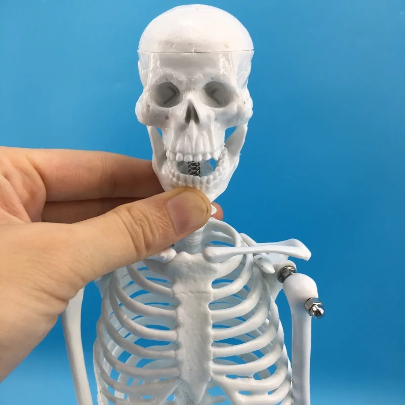 3D Medical Anatomy Pvc Plastic Human Skeleton Model
