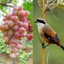 Agro plastic net anti-bird net garden bird netting wholesale garden new nylon anti bird netting