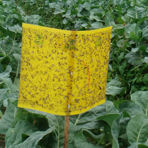 Effective diamond back moth pheromone Plutella Xylostella lure