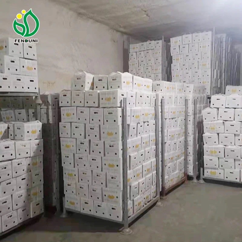 100% Natural Quality Fresh Ginger Dry Ginger in Bulk For Sale