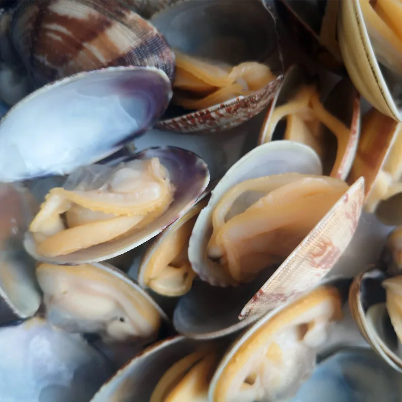 clam with shell (12).jpg