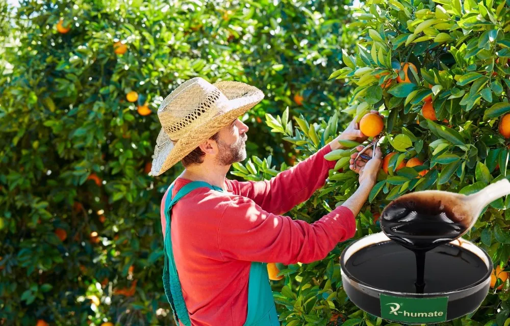 X-humate Agriculture amino  acid liquid fertilizer 35% plant amino acid