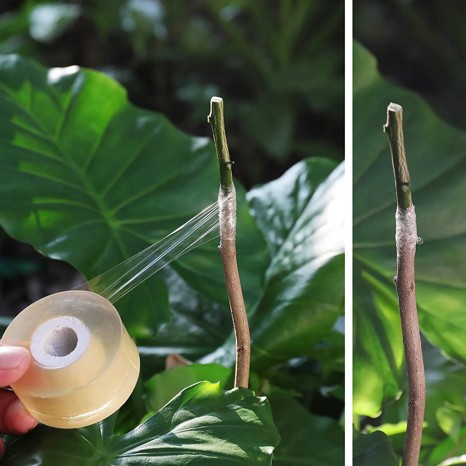 Agriculture Gardening Tool Plastic Roll Parafilm Nursery Budding Tree PVC Fruit Plant Garden Grafting Tape