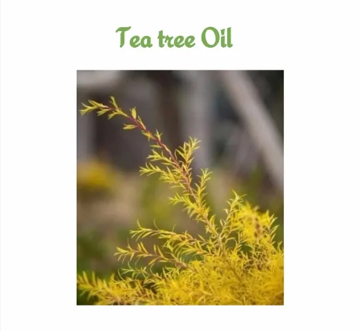 Farwel Natural Tea Tree Essential Oil with High Quality Reliable Supplier CAS.:68647-73-4