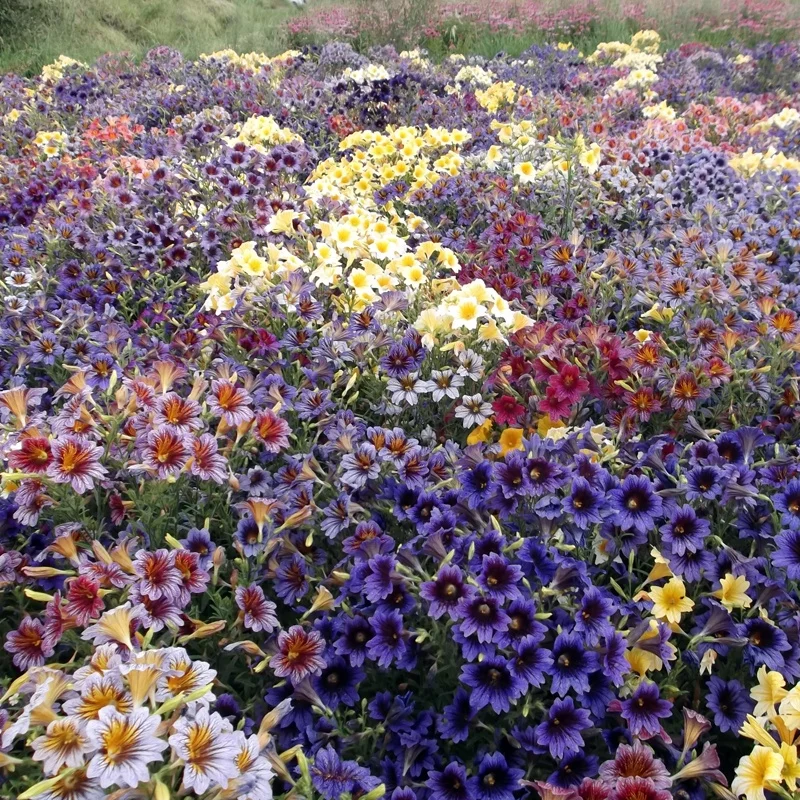 
Important material Salpiglossis Sinuata seeds flowers plants garden 