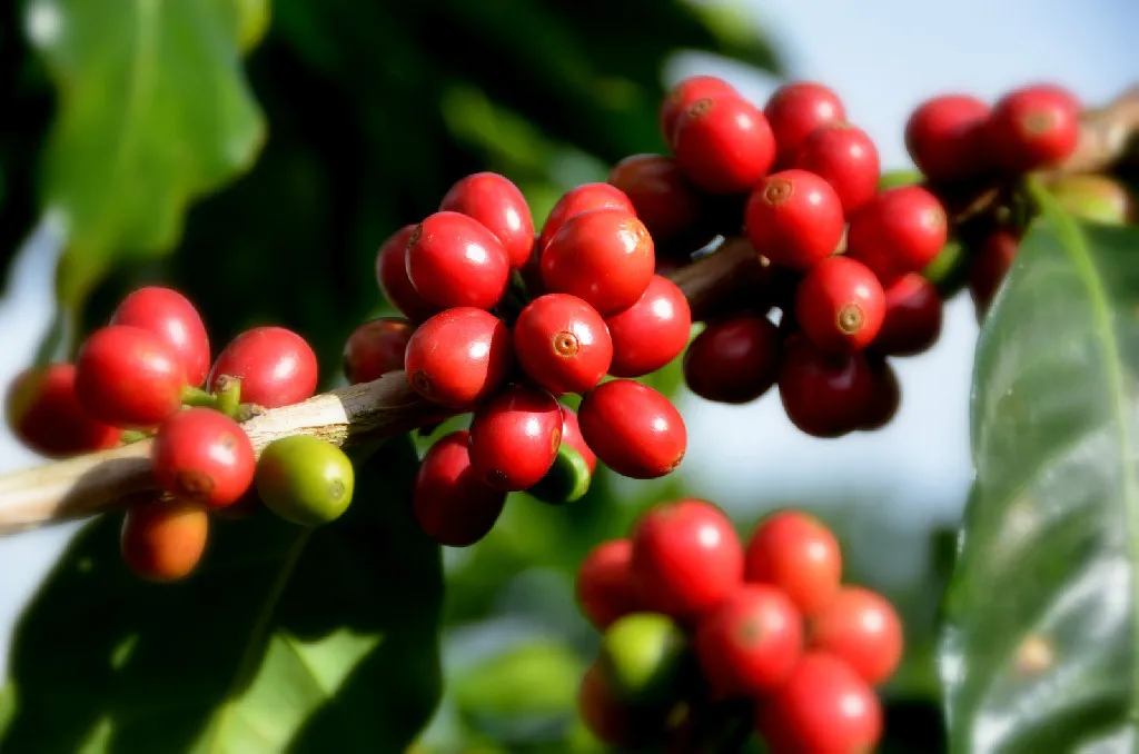 Стабильная цена зеленых кофейных зерен и жареных