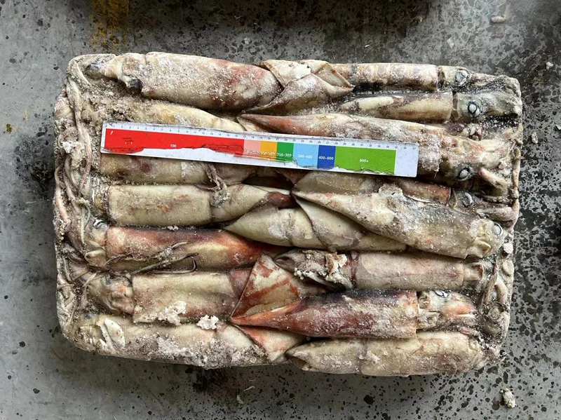 High Quality Dosidicus Gigas Congeles Giant Squid 300-500g Frozen Peru Squid to Thailand Market