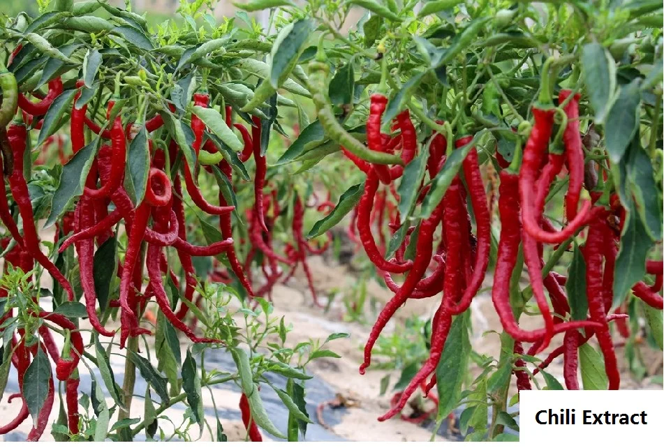 Hot Pepper Extract Capsaicin Oil 95% Capsaicin Food Grade  For Sale Price