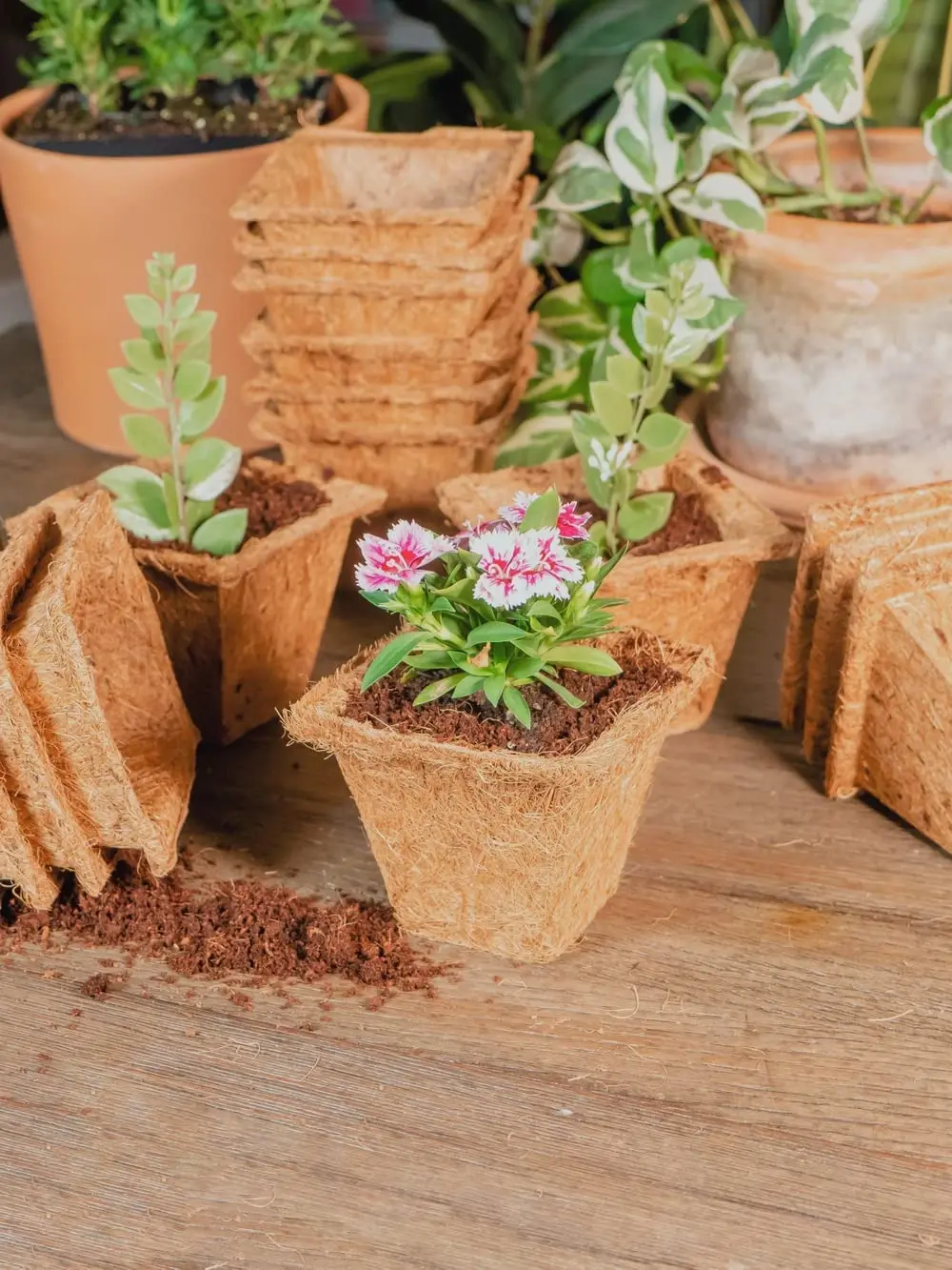 Canada USA Plant Garden Flower Coco Coir Coconut Fiber Pot