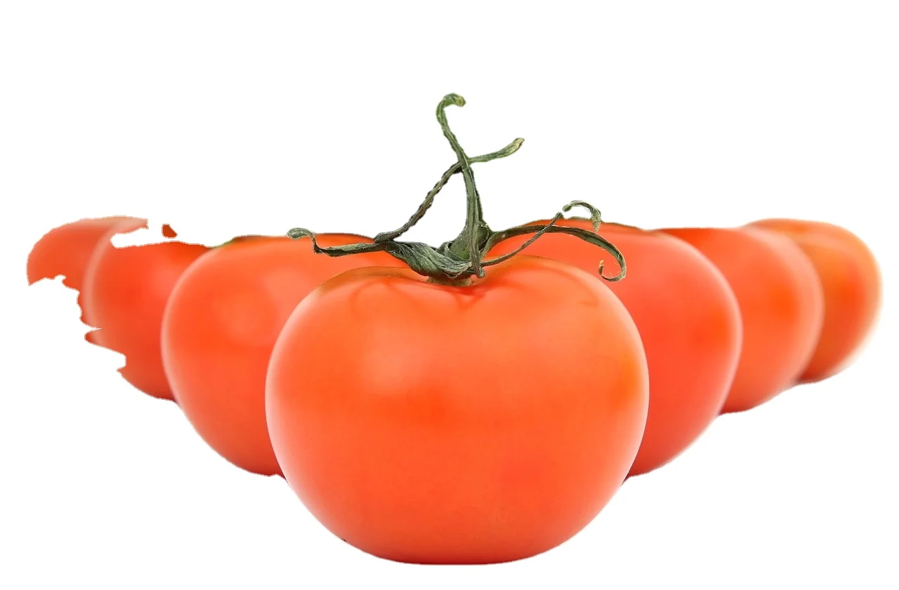 Indonesia HOT sell Fresh Tomato sweet  Natural red  Best quality wholesale fresh cherry tomatoes