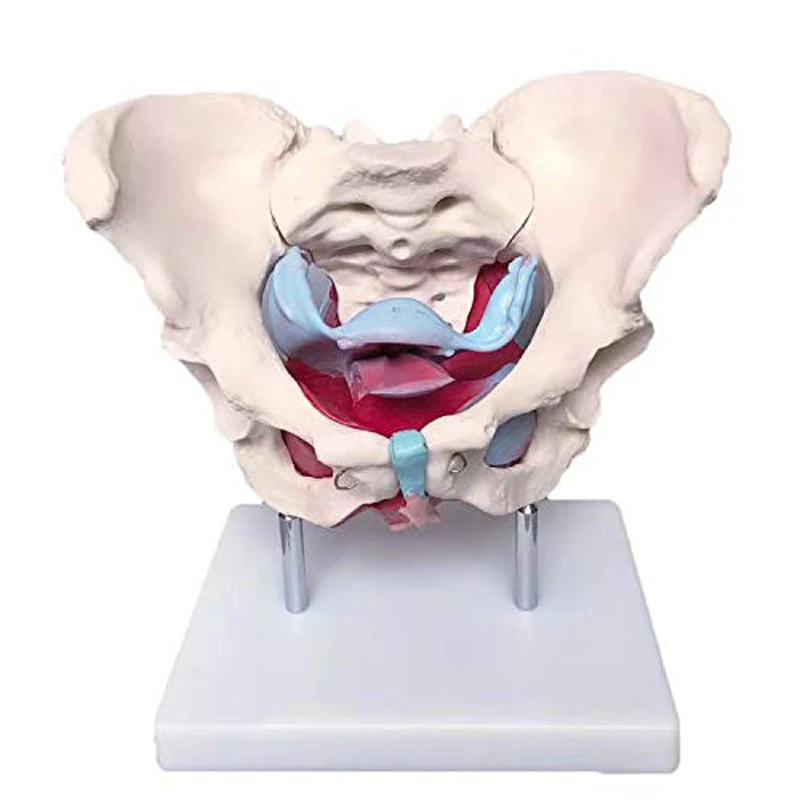 Human plastic simulation bone model and female pelvis model with pelvis floor muscle