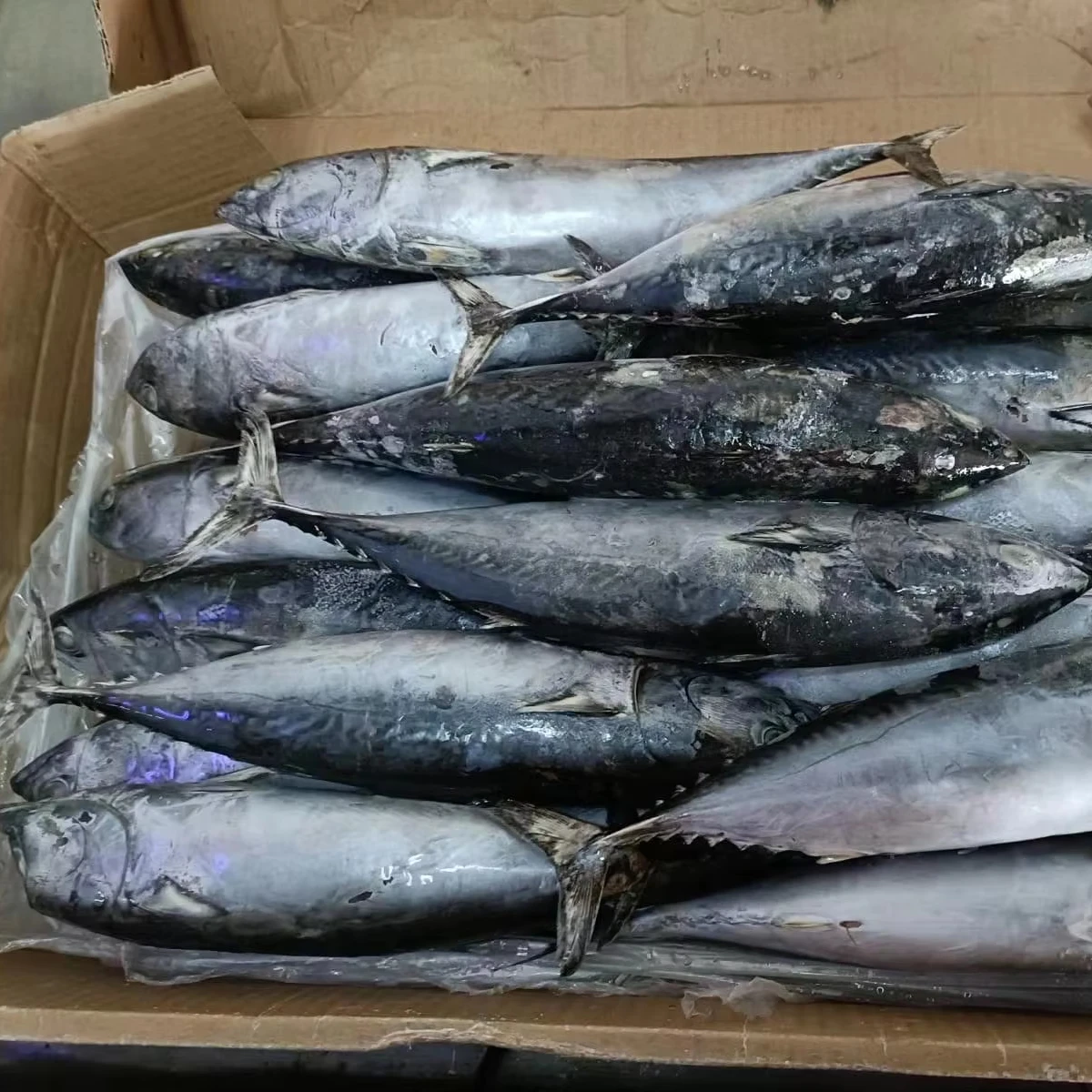 New catching frozen Whole Round Frozen Bonito Tuna skipjack tuna fish on sales Chinese seafood
