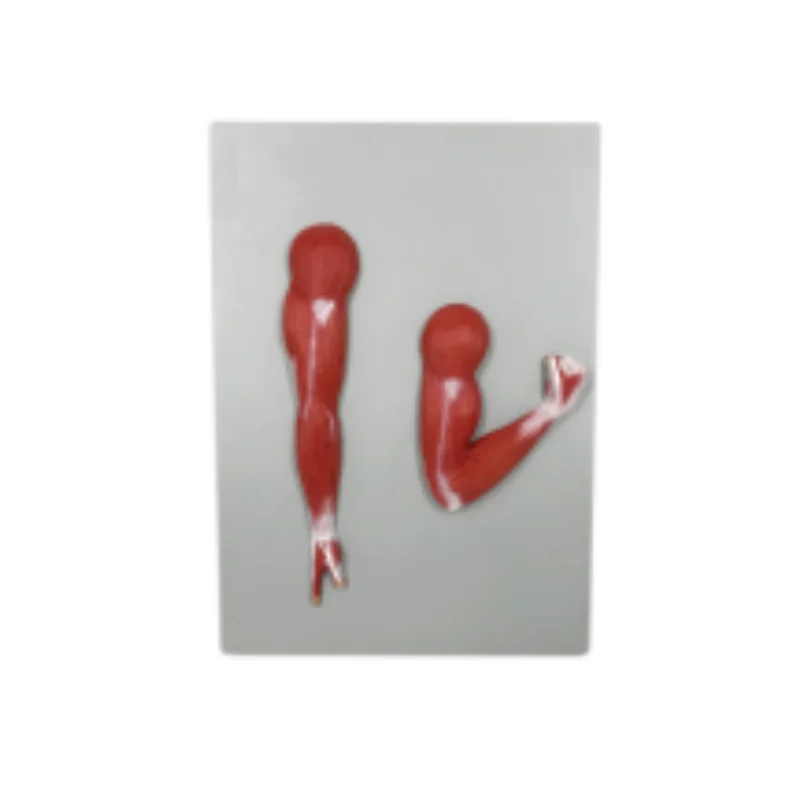 BMN/L114 New Size Human Upper Limb Muscled Anatomy Model 2 Parts for Teaching