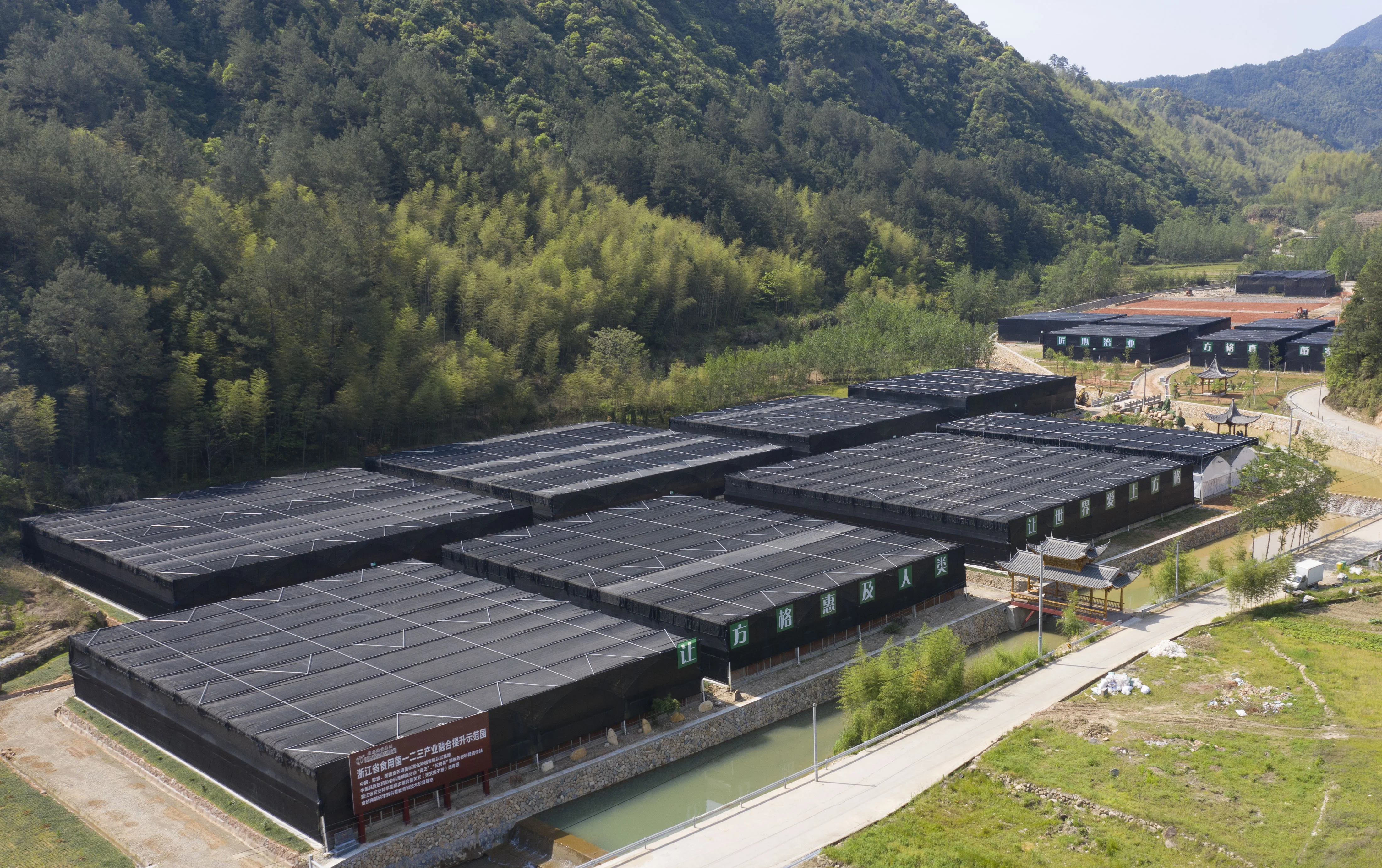 Zhuling Mushroom Powder; Polyporus umbellatus extract powder