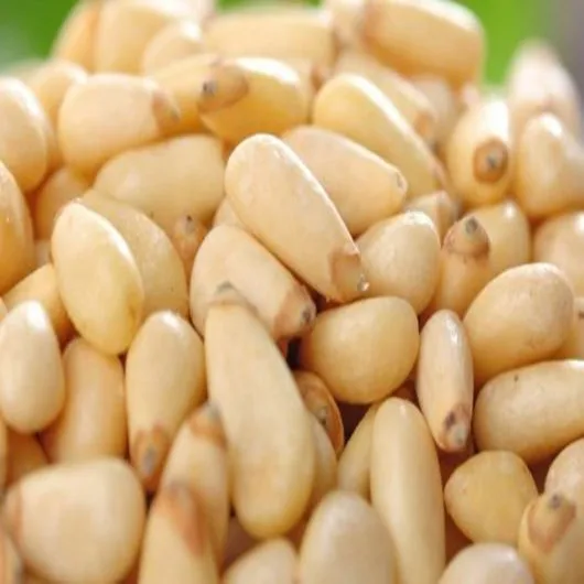 Top Pine Nuts Packaging Organic Pine Nuts USA 1 kg of Pine Nuts