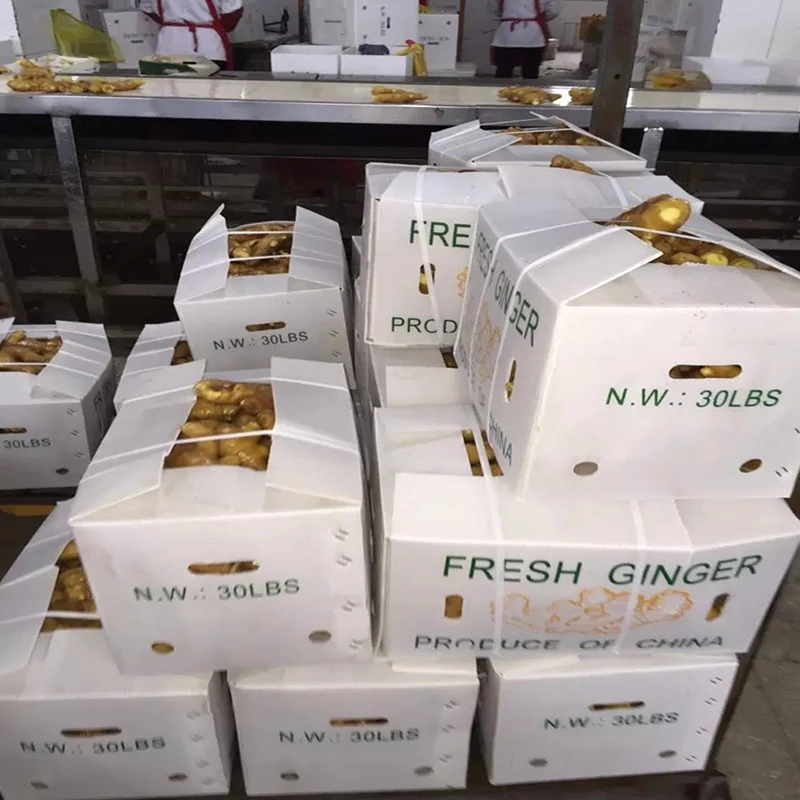 Wholesales High Quality Fresh Elephant Ginger From Chinese Newest Crop 2023 Fresh Ginger