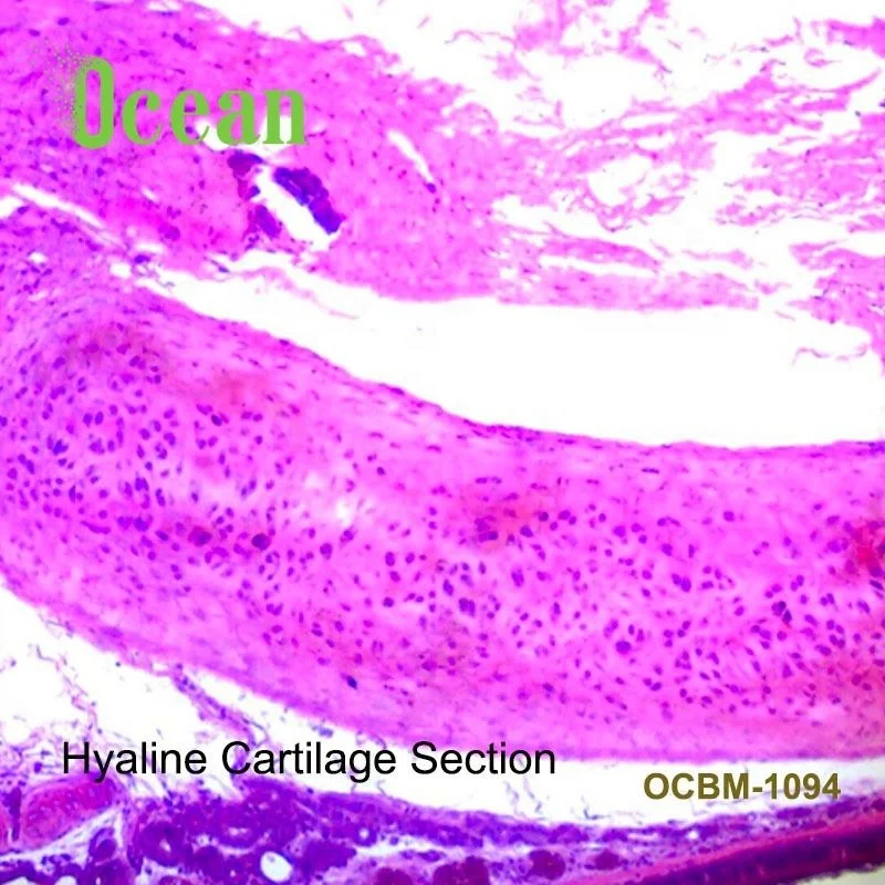 Hyaline Cartilage Section high quality lab histology microscope prepared slides specimen