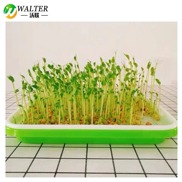 Bean Sprouts planting nursery seedling tray vegetable cultivation Hydroponics Seed Sprouter Germination Sprout Plate Drain tray