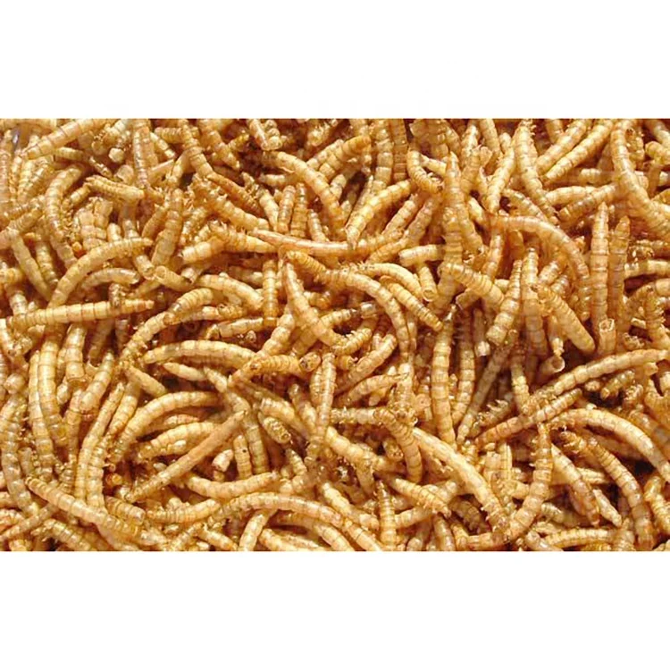 
Xin jie biotechnology High Protein Dried Mealworm in Bulk for Wild Bird 