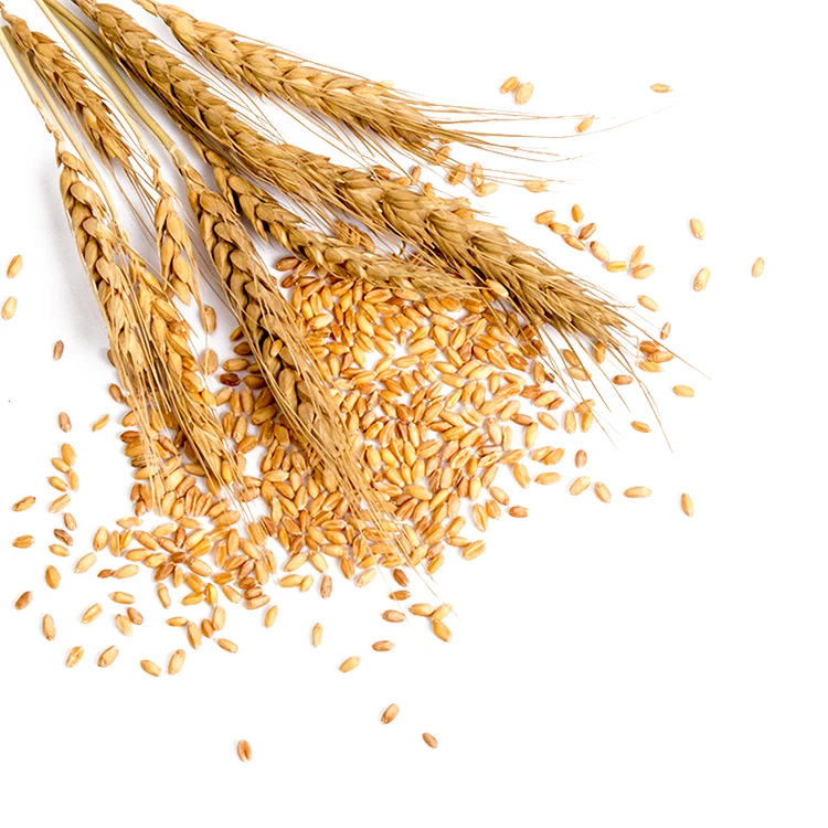 
100% Organic Long Wheat Grain at Lowest Market Prices 