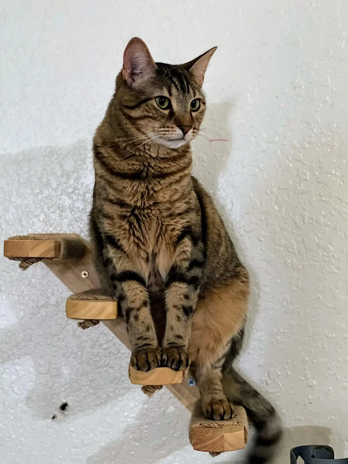 Wooden Cat Climbing Shelf Wall Mounted Four Step Cat Stairway with Jute Scratching for Cats Perch Platform Supplies
