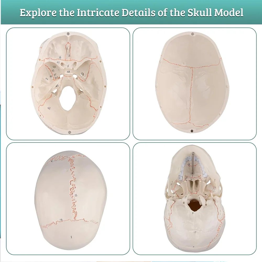 Adult Skull Anatomical Model Life Size Human Skull Model 3 Parts Lab with Removable Skull Articulated Models