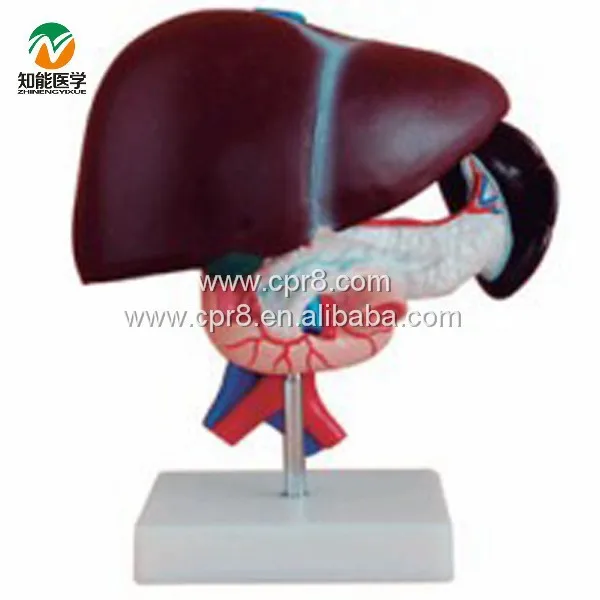 ADA-A1053 Anatomical Medical Science Model of Liver Pancreas Duodenum PVC Human Anatomy Model for Medical School Use
