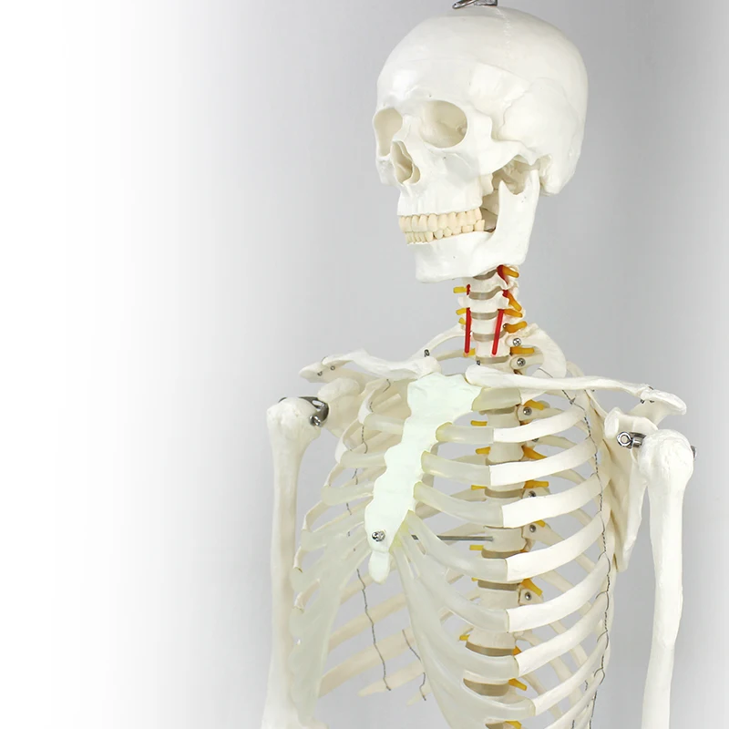 Anatomical Human Teaching Model of 170cm Human Skeleton with Natural size of pvc