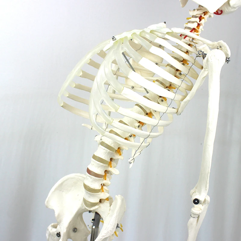 Anatomical Human Teaching Model of 170cm Human Skeleton with Natural size of pvc