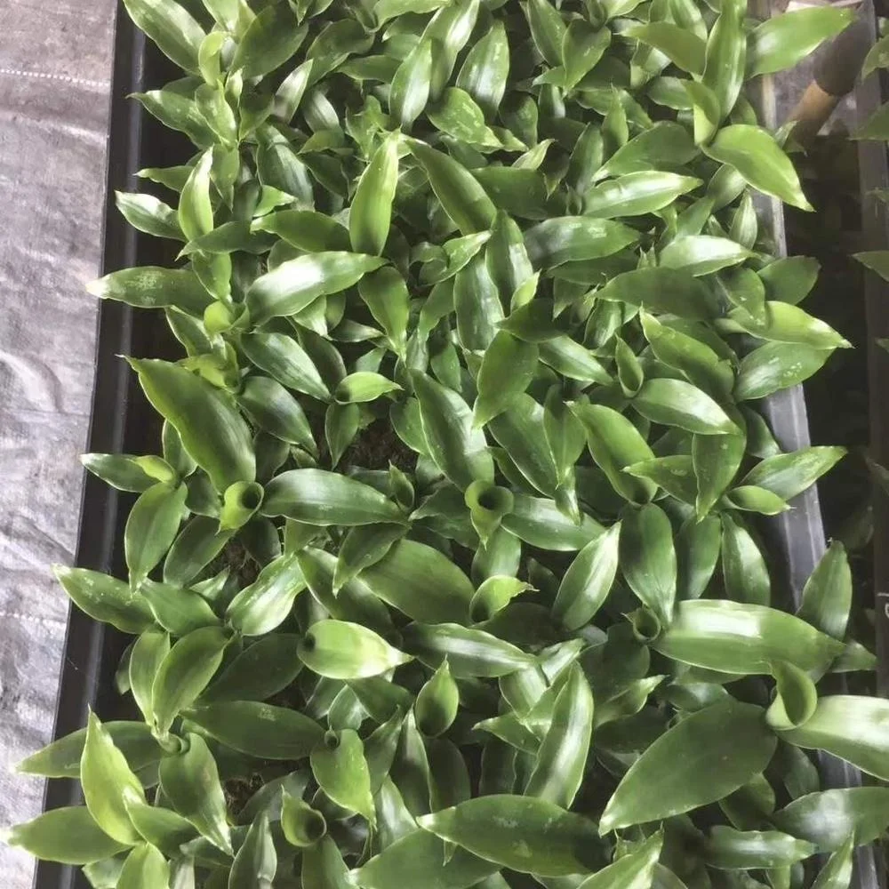 Aglaonema series tissue culture seedlings Straight Aoba Yemen Iron plants seedling