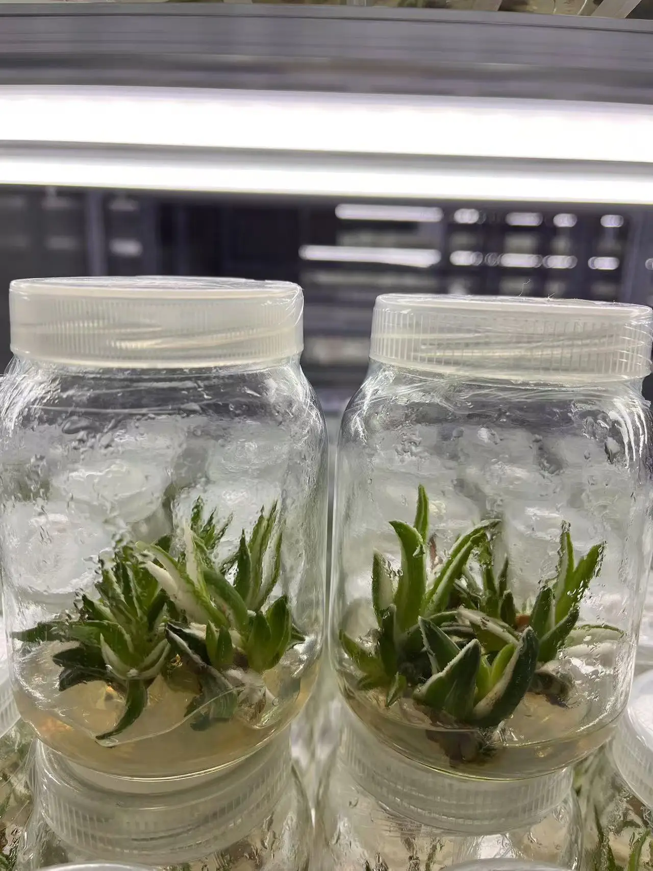 Wholesale hot selling Agave tissue culture - Ornamental plants for gardens