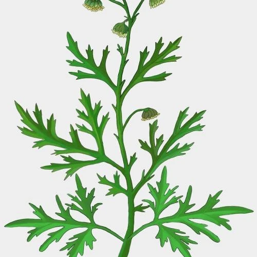 
Artemisia annuaL leaves crude medicine 