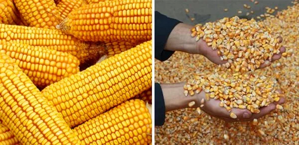 
Top sale multi purpose thresher hand thresher maize sheller corn thresher 