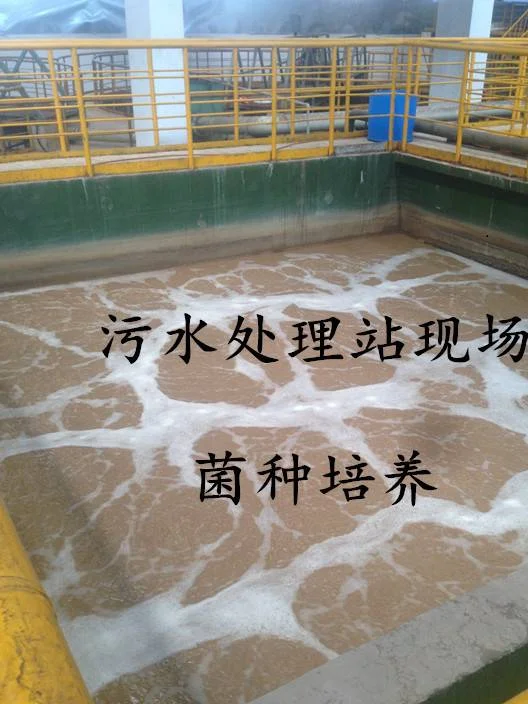 
Microbial strains environmental friendly compound microbial bacterial preparation 