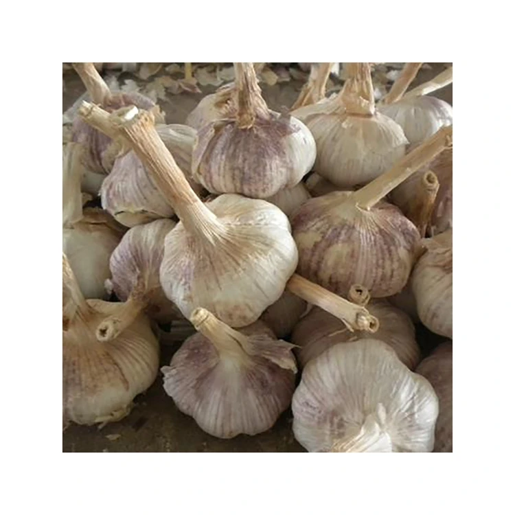Top Sale Normal White Garlic New Crop Cheap Wholesale Fresh Red Garlic