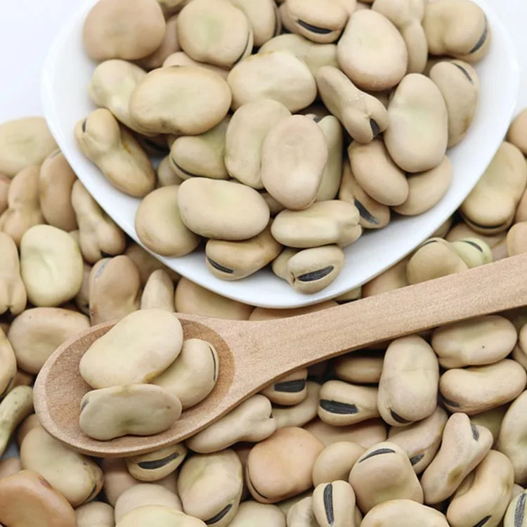 2021 new crop  dry brown broad beans