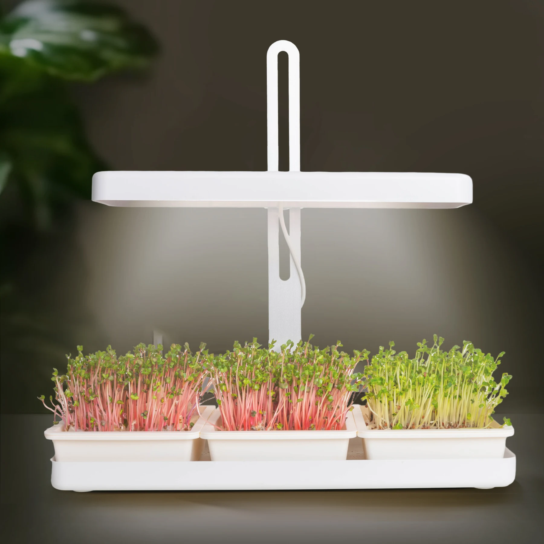 J&C Microgreens Growing Kit Organic Superfood Sprouting  Seed Sprouter Kit hydroponic Watering System microgreen grow kit