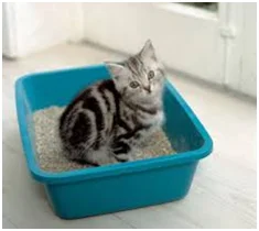 Factory direct cat litter safe and environmentally friendly cat litter bentonite cat litter for sale