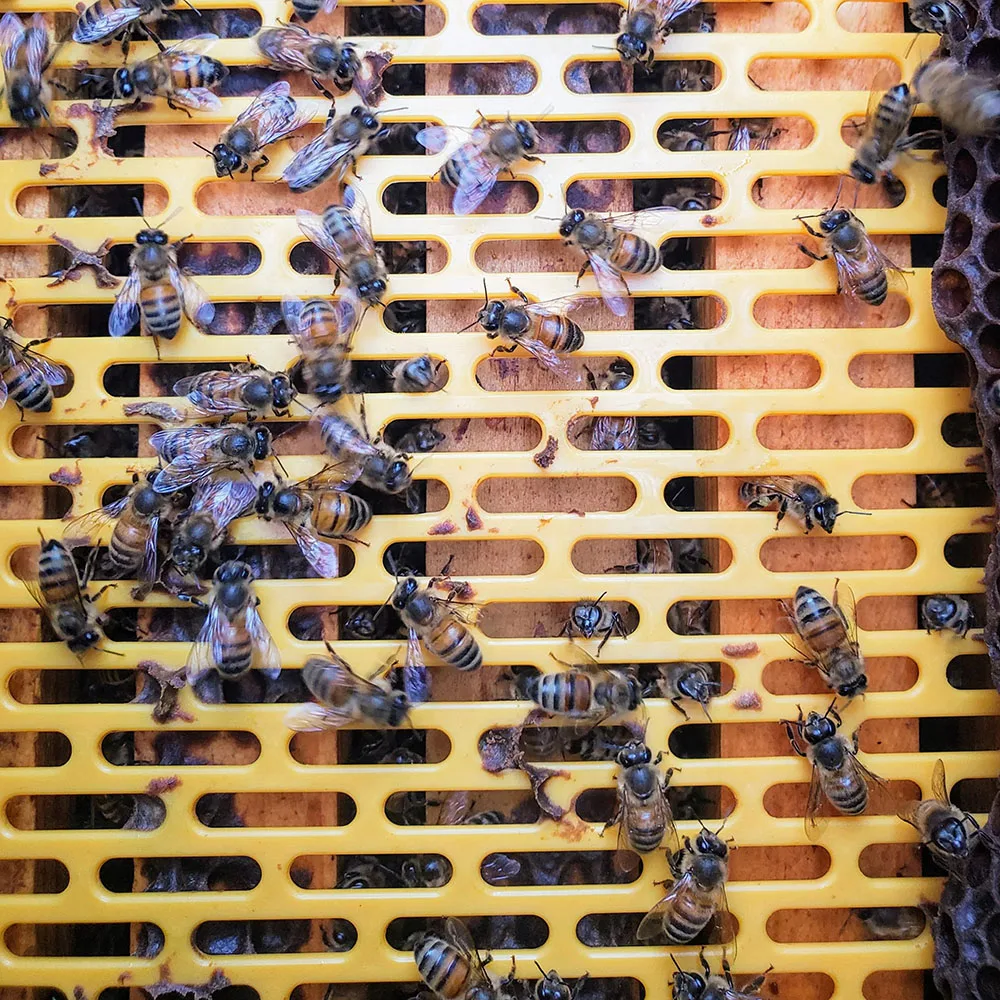 OEM factory beekeeping plastic queen excluder queen bee excluder