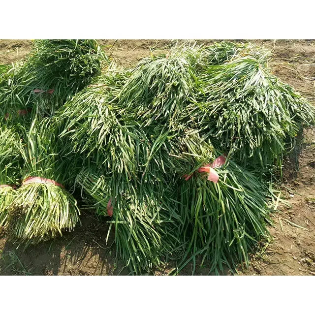 Electric Self Propelled Small Leek Harvester One People Operation Automatic Agricultural Greenhouse Pepper Harvesting Machine