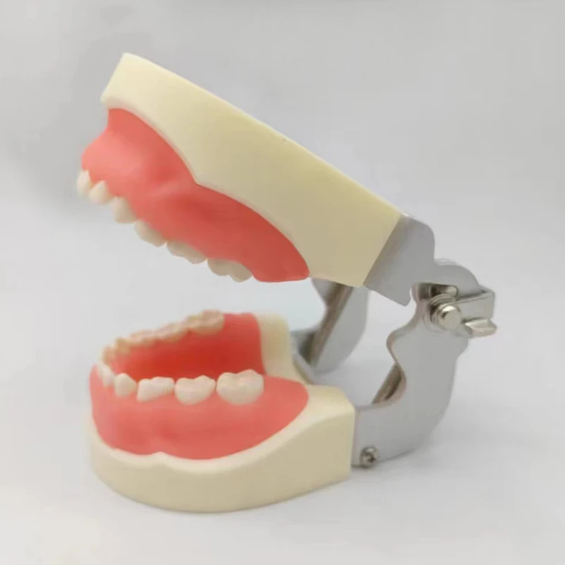 children deciduous teeth standard orthodontic study dentist anatomical dental typodont models  teeth model