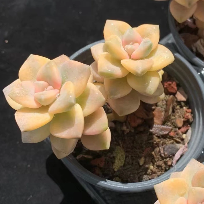 
wy47 Echeveria Titubans Variegated Cluster Natural Succulents Woody Plants indoor plant ornamental plants Flower 