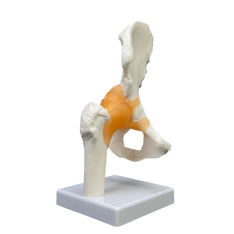 Production of high quality teaching anatomical models PVC material for medical demonstration Life size human hip joint models