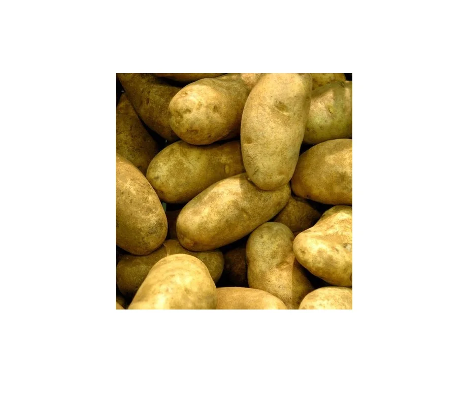 
Fresh Potato Morocco 2018 