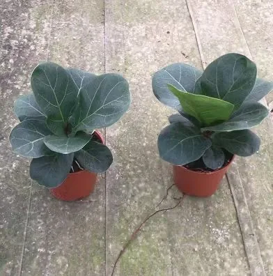 
Hot sale high quality natural plants Ficus pandurata bonsai on sale 